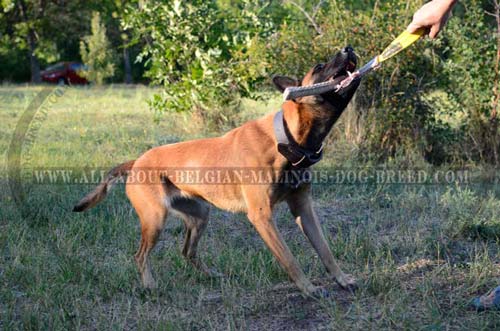 Belgian Malinois 2 Ply Leather Collar for Active Training  Work