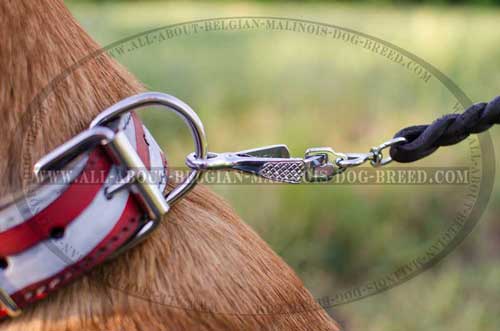 Decorated Belgian Malinois Dog Collar With Durable Rust  And Corrosion Resistant Fittings