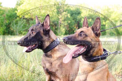 Popular Models Of Leather Dog Collars For Belgian  Malinois