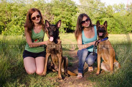Painted Models Of Leather Dog Collars For Belgian  Malinois