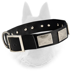 Belgian Malinois Breed Two Ply Nylon Collar Decorated with Nickel Plates