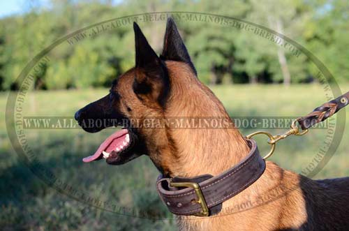Belgian Malinois Buckled 2 Ply Leather Collar for  Handling Dog while Different Activities