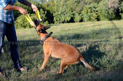 Reliable Leather Belgian Malinois Collar for Effective Training Sessions