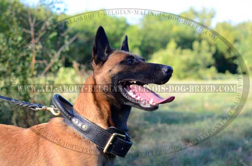Leather Belgian Malinois Collar with Reliable Handle and D-Ring