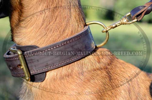 Belgian Malinois Leather Collar with Fur Saver Leather  Plate under Buckle