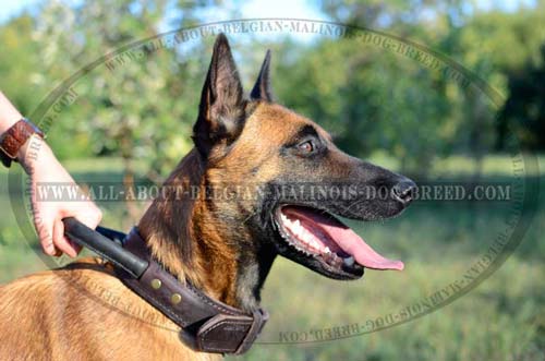 Belgian Malinois Leather Collar with Strong Padded Handle