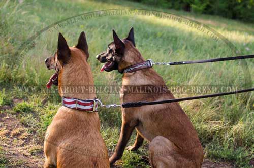 Handcrafted Leather Belgian Malinois Dog Collars For  Everyday Walking