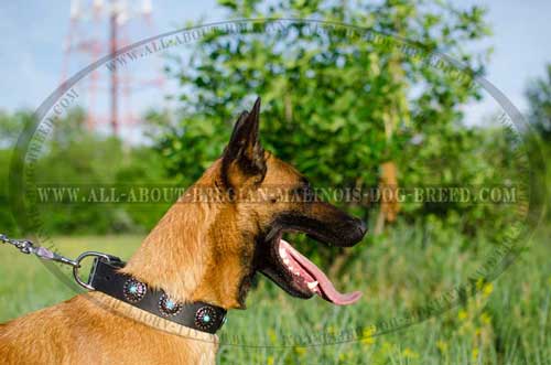 Stylish Wide Belgian Malinois Dog Collar For Walking And Training