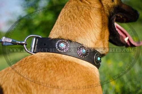 Walking In Style Is Not A Problem With Our Fashionable Dog Collar