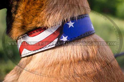American Pride Leather Belgian Malinois Dog Collar  Equipped With Nickel Hardware