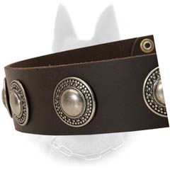 Fashionable Leather Belgian Malinois Dog Collar With  Nickel Fittings