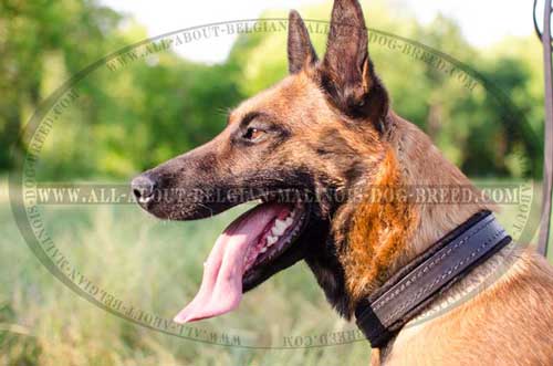 Snugly Lying Leather Belgian Malinois Dog Collar For  Different Activities