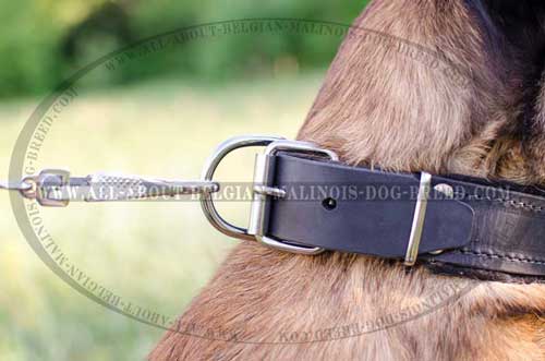Leather Belgian Malinois Dog Collar Equipped With Durable  Rust Resistant Hardware