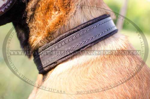 Leather Belgian Malinois Dog Collar Equipped With Nickel  Rust Resistant Hardware