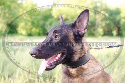 Snugly Fitting Leather Belgian Malinois Dog Collar For  Different Activities