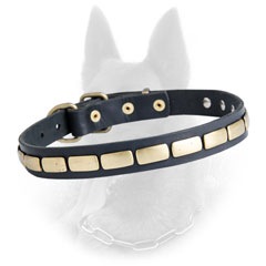Belgian Malinois Leather Dog Collar Decorated with Slim  Brass Plates