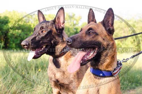 Extraordinary Design Leather Belgian Malinois Dog Collars  With Various Types Of Painting