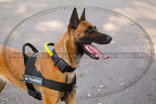 Belgian Malinois Nylon Collar with Well Stitched Handle