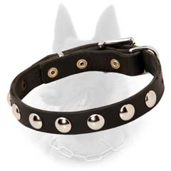 Malinois Studded Leather Dog Collar Decorated with  Nickel Half-Ball Studs
