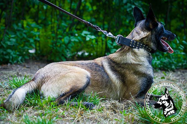 Belgian Malinois collar with attractive decorations