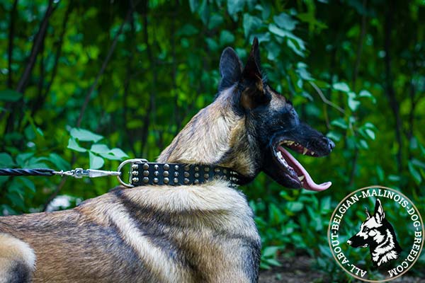 Belgian Malinois leather collar with nickel plated hardware