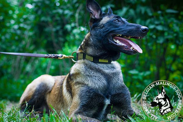 Belgian Malinois collar decorated with plates
