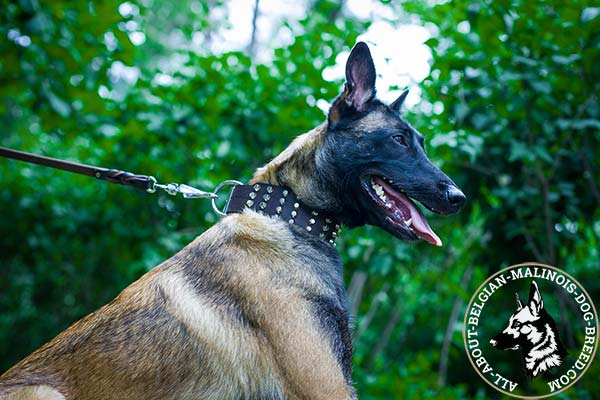 Belgian Malinois collar with reliable hardware