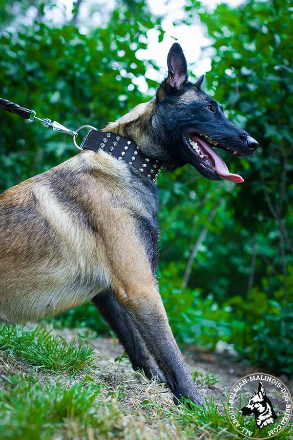 Belgian Malinois leather collar for daily use