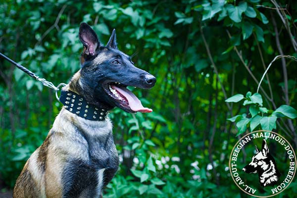 Belgian Malinois collar with nickel plated spikes and pyramids