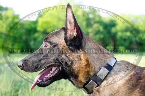 Belgian Malinois in 2 Ply Nylon Collar Equipped with Nickel Covered Fittings