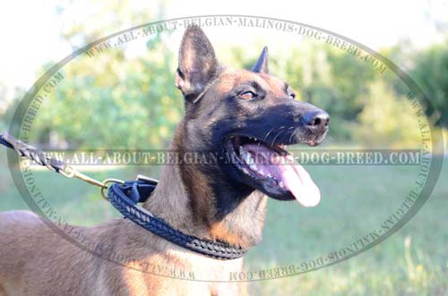 Belgian Malinois in Braided Leather Collar while Daily  Walking