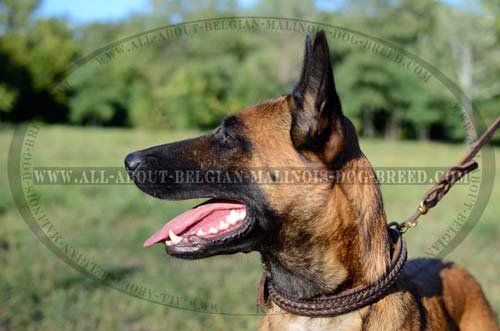 Belgian Malinois in Two Ply Leather Dog Collar Reliable  for Dog Control
