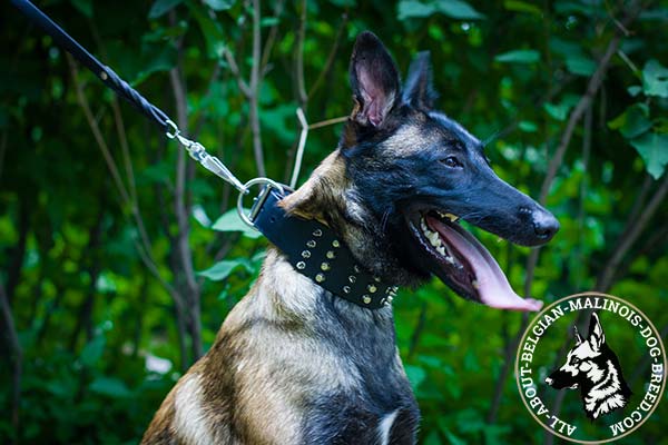 Belgian Malinois black leather collar snugly fitted with quick release buckle for walking