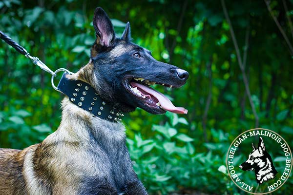 Belgian Malinois black leather collar of classic design with d-ring for leash attachment for improved control