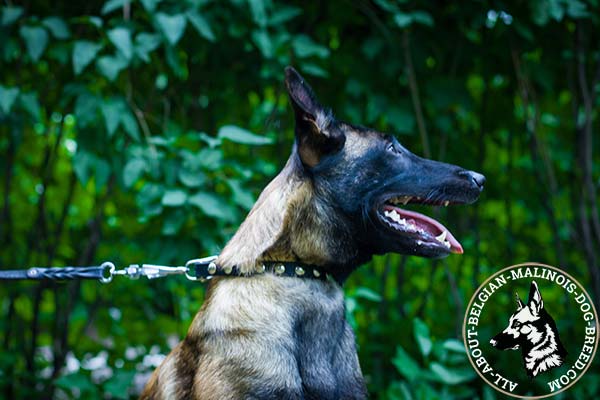 Belgian Malinois black leather collar of classic design decorated with half-balls for daily walks