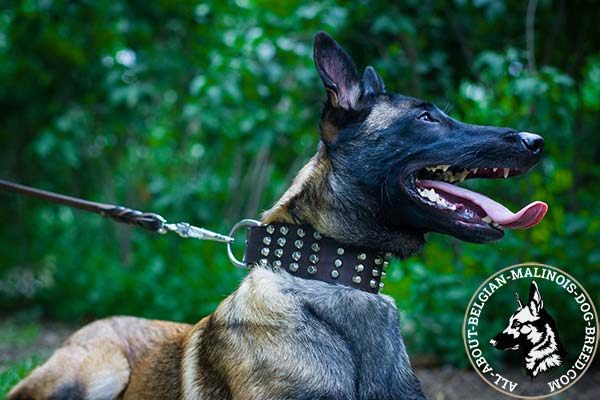 Belgian Malinois leather collar with adornments