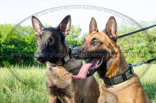 Belgian Malinoises in Collars Decorated with Nickel Covered Massive Silver Plates