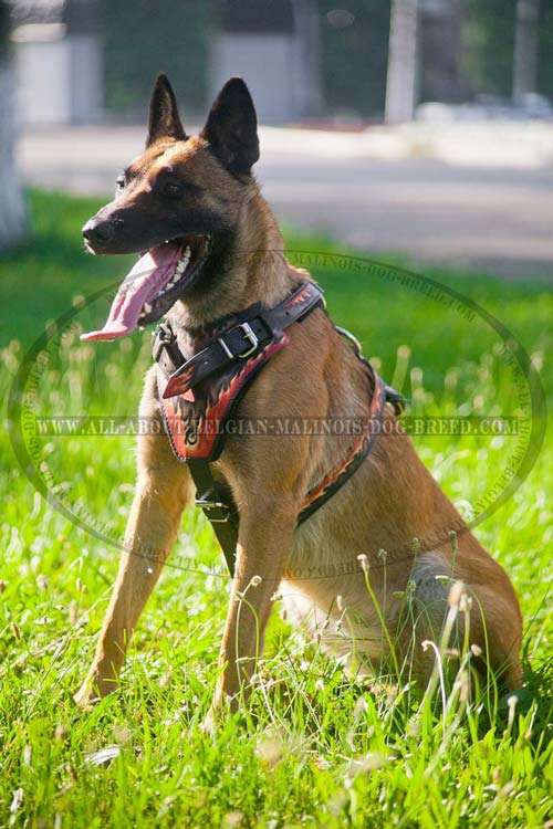 Easy Adjustable Leather Belgian Malinois Harness with Painted Flames