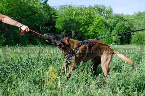 Training Leather Belgian Malinois Harness with D-Ring for Lead Attachment