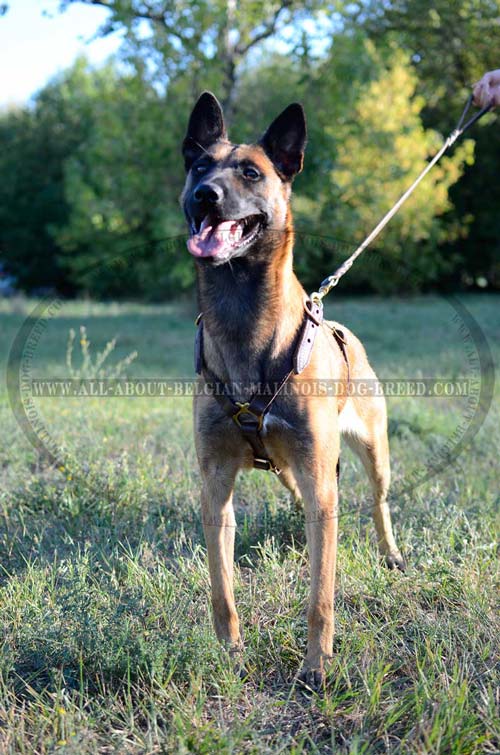Easy Adjustable Leather Dog Harness for Belgian Malinois Walking