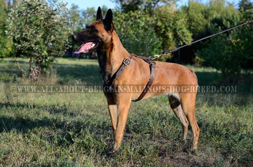 Leather Dog Harness for Belgian Malinois Tracking with D-Ring for Leash Attachment