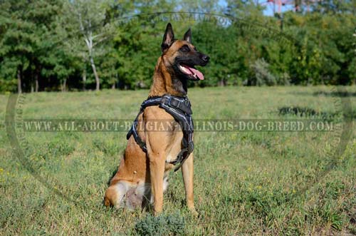 Hand Painted Leather Dog Harness For Belgian Malinois Walking 