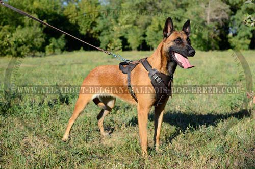 Training Leather Belgian Malinois Harness with D-Ring for Quick Lead Attachment