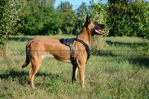 Padded Leather Belgian Malinois Harness for Attack/Protection Training
