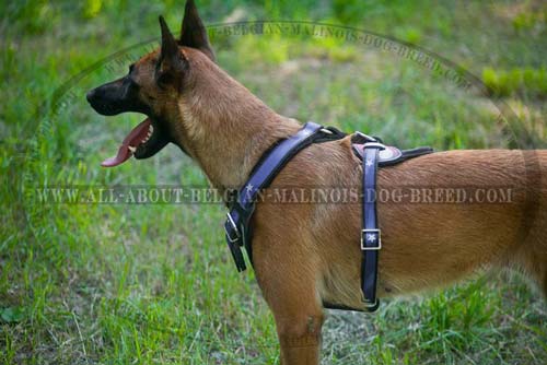Adjustable Leather Belgian Malinois Harness Hand Painted with American Flag