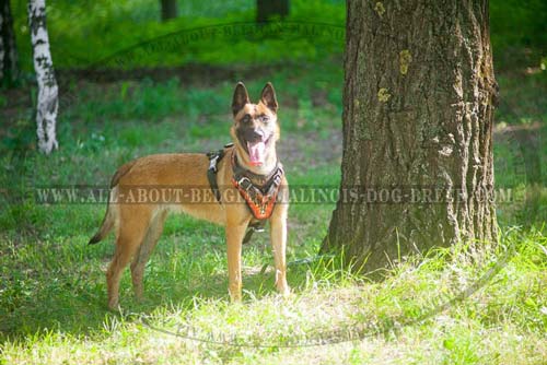 Leather Belgian Malinois Harness Decorated with Painted Flames