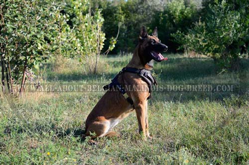 Quality Leather Belgian Malinois Harness for Walking and Training