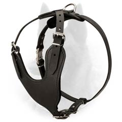 Comfortable Leather Belgian Malinois Harness with Padded Y-Shaped Chest Plate
