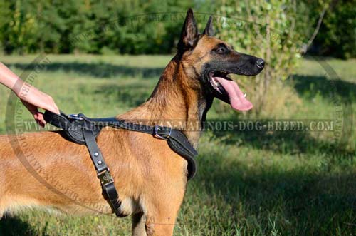 Leather Dog Harness for Belgian Malinois Fitted with Reliable Handle