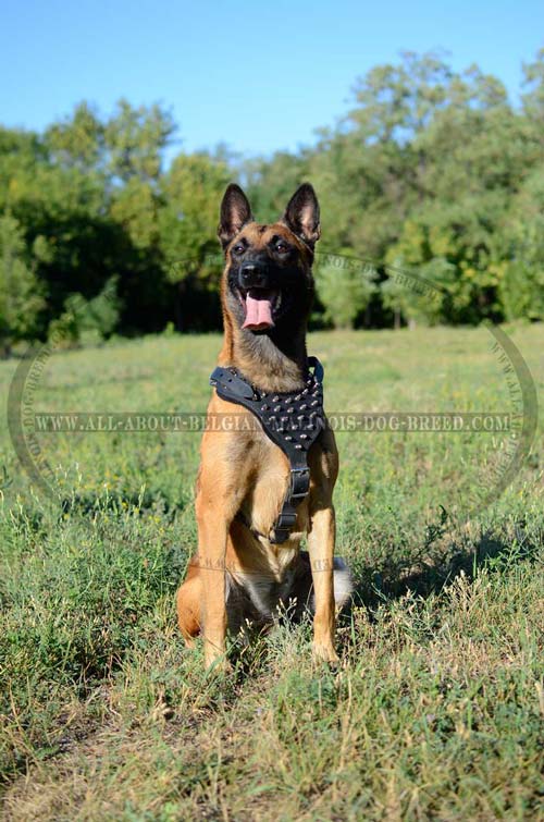 Leather Belgian Malinois Harness Decorated with Nickel Plated Spikes